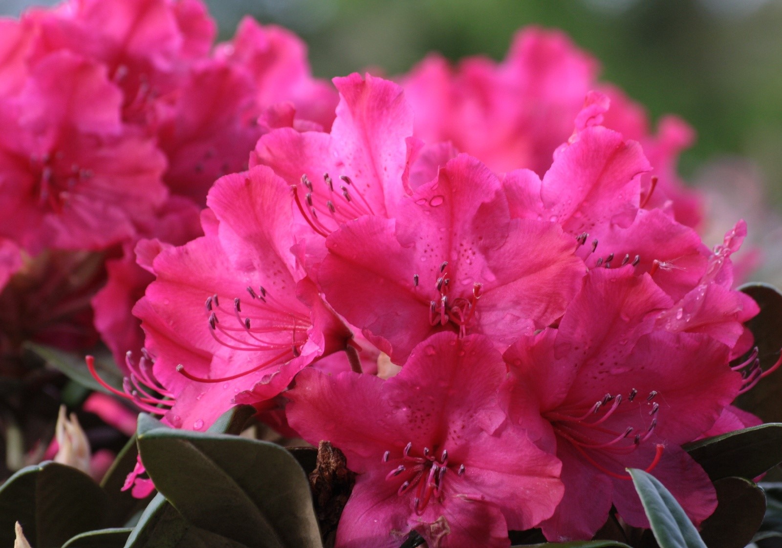 Рододендрон Смирнова (Rhododendron smirnowii)